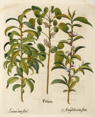 I. Pistacia. [Cashew]  II. Laurus cum Fl… Basil Besler- Hortus Eystettensis