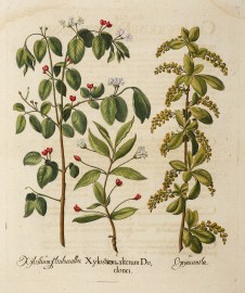 I. Xylosteon alterum Dodonei.II. Xylostium floribus albi III. Oxyacantha