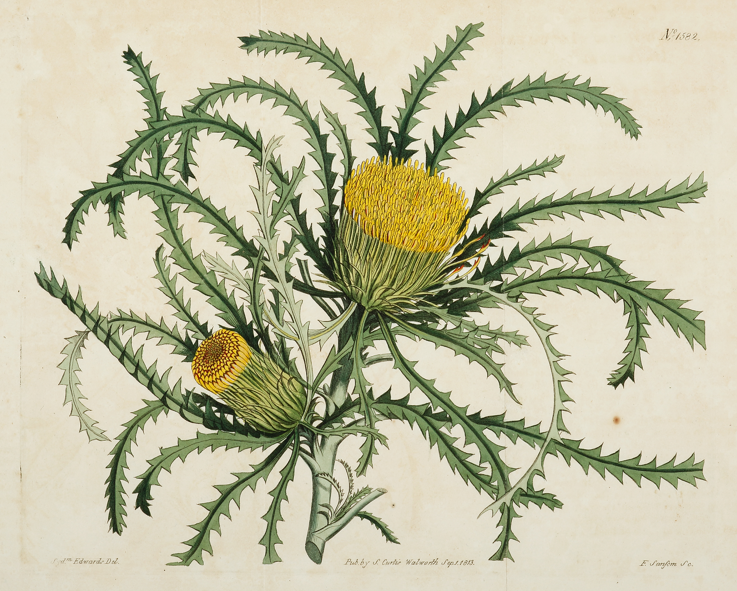 Banksia Dryandra Longifolia - Antique Print from 1813