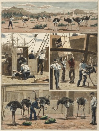 Shipping Ostriches from Cape Town to Aus… General / Global