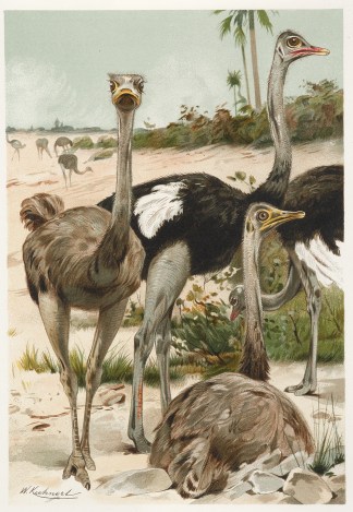 Ostriches. General / Global