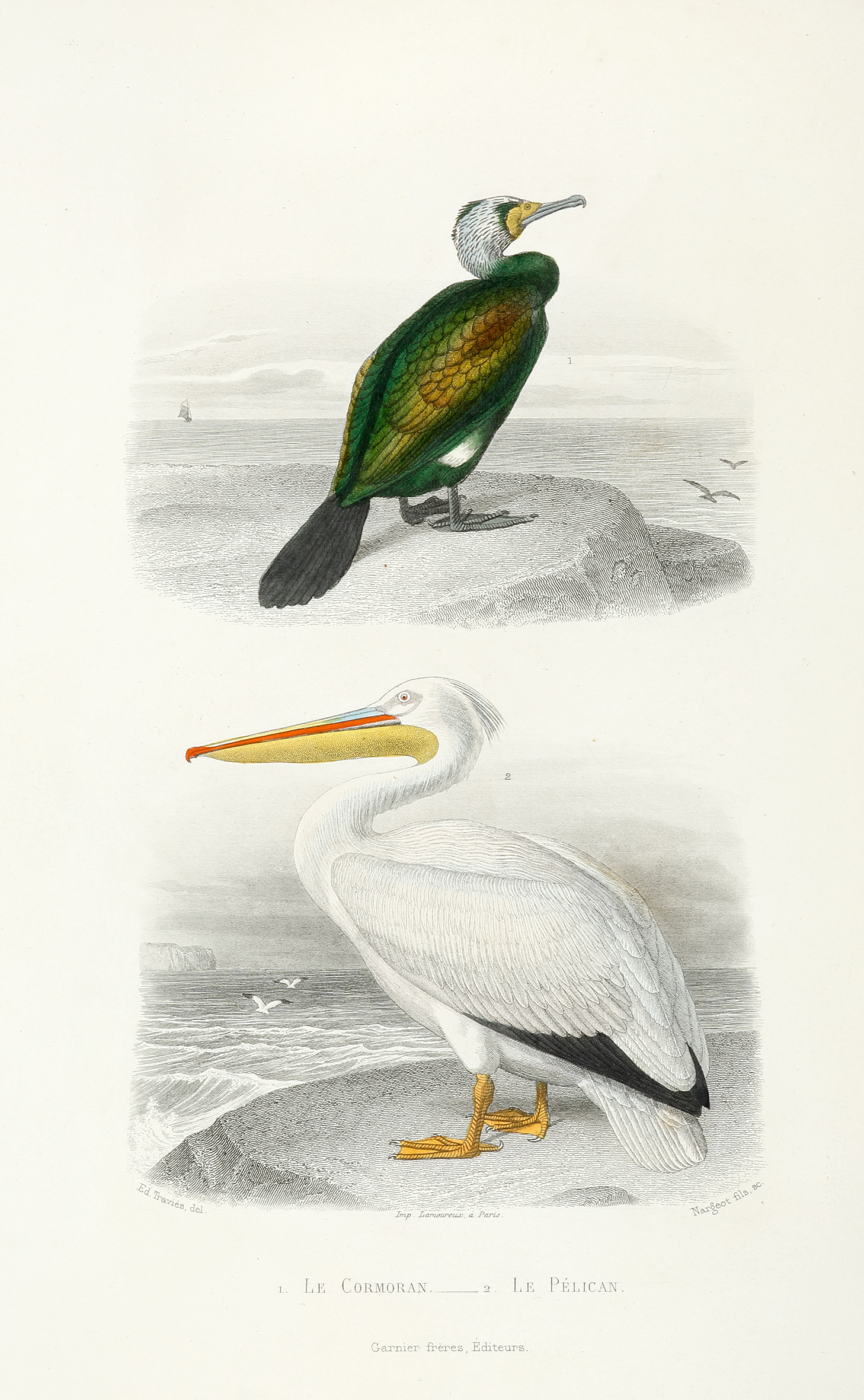 1. Le Cormoran  2. Le Pelican [Comorant & Pelican] - Antique Print from 1850