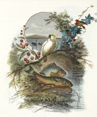 [Australian Birds and Fishes.] Australian