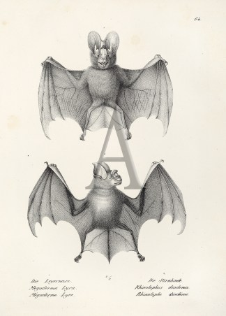 Magaderma Lyra. Rhinolophus diadema. (Ba… General / Global