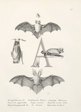 Vespertilio pipistrellus. Vespert noctul… General / Global