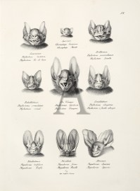 Phyllostoma hastatum. Glossophaga Soricinum. Phyllostoma perspicillatum. Phyllostoma crenulatum. Phyllostoma Spectrum. Phyllostoma elongatum. Megaderma trifolium. Megaderma frons Megaderma Spasma