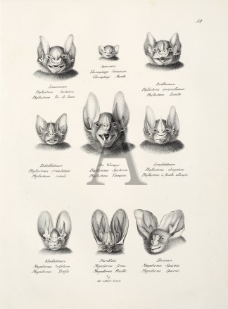 Phyllostoma hastatum. Glossophaga Sorici… General / Global