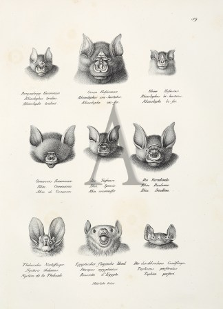 Rhinolophus tridens. Rhinolophus uni-has… General / Global