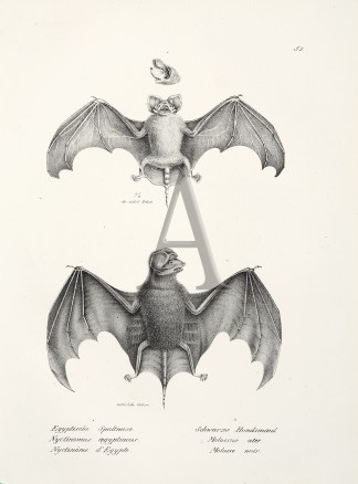 Nyctinomus aegyptiacus. Molossus ater. (… General / Global