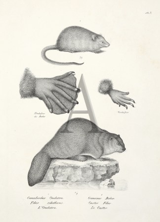 Fiber zibethicus. Castor Fiber (Beaver) General / Global