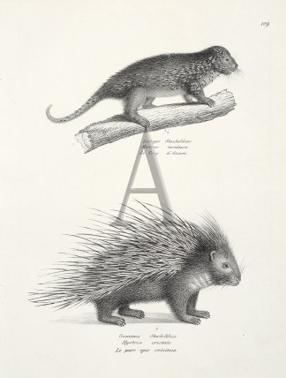 Histrix insidiosa. Hystrix cristata. (Po… General / Global