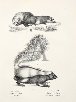 Mephitis Chinga. Lutra vulgaris. (Skunk) General / Global