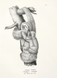 Bradypus tridactilus. (Sloth) non-Australian