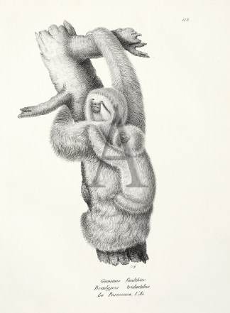 Bradypus tridactilus. (Sloth) General / Global