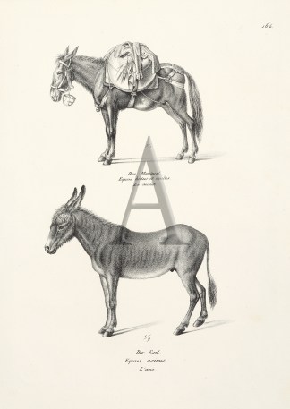 Equus hinus et mulus. Euus asinus. (Donk… General / Global Equus hinus et mulus. Euus asinus. (Donk… General / Global