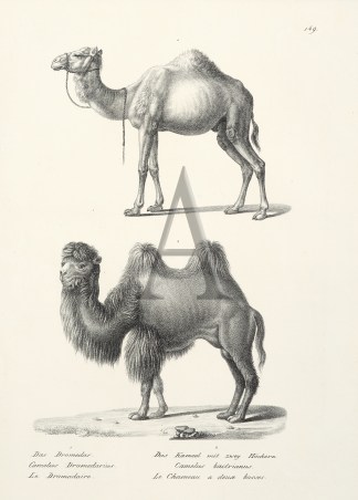 Camelus Dromedarius. Camelus bactrianus.… General / Global