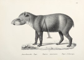Tapirus americanus. (Tapir) non-Australian Tapirus americanus. (Tapir)