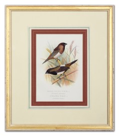 Sharp-Tailed Finch  (Uroloncha.) Striated Finch (U… General