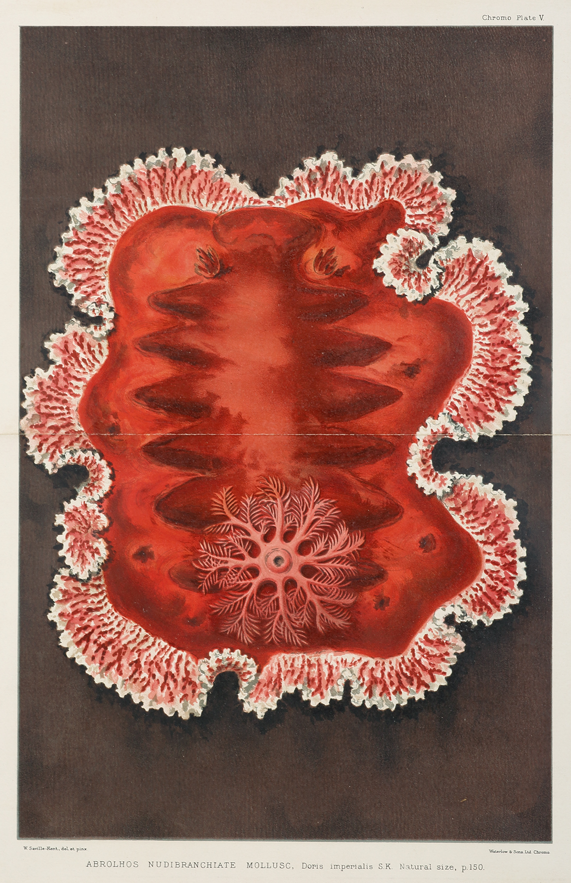 Abrolhos Nudibranchiate Mollusc, Doris imperialis S.K. Natural size, - Antique Print from 1897