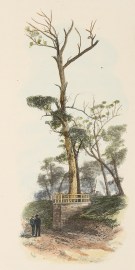 Marked Tree. NSW - Country Marked Tree.