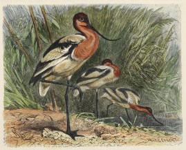 Avocets Australian - Various artists