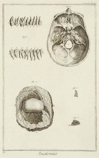 Anatomie. [La base du crane, & autr… Anatomical Various