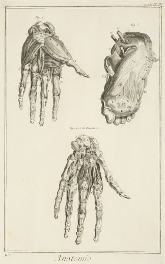 Anatomie. [Mains & pies diffeues.] Anatomical Various