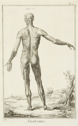 Anatomie. [Ecorche vue par le dos, dR… Anatomical Various