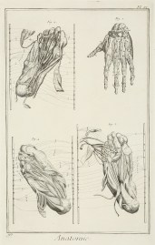 Anatomie. [Les Muscles des pies & des mains.]
