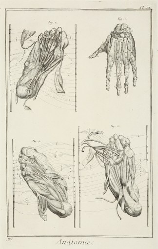 Anatomie. [Les Muscles des pies & d… Anatomical Various