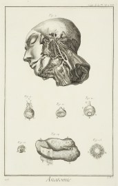 Anatomie. [Suite de artes de la face, d'apres Haller.]