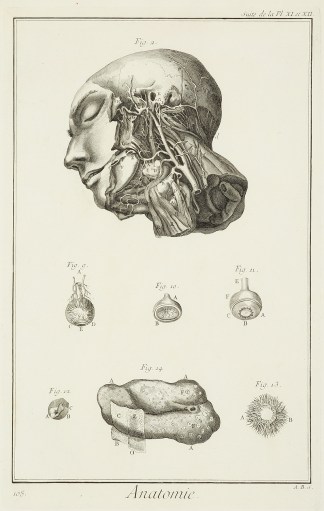 Anatomie. [Suite de artes de la face, d&… Anatomical Various