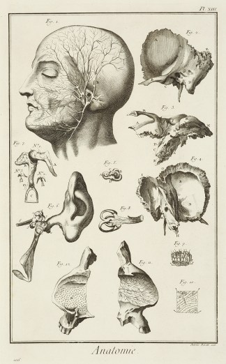 Anatomie. [De l’oreille, d’a… Anatomical Various