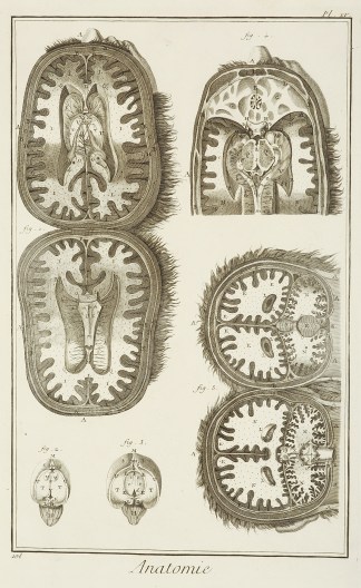 Anatomie. [Les cavitesdu cervelet, dR… Anatomical Various