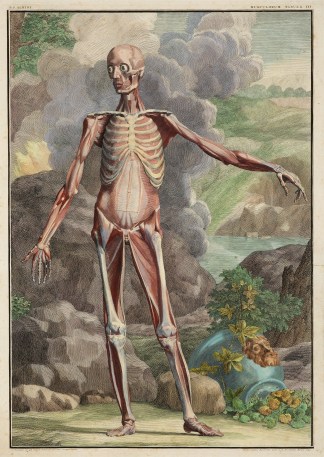 Musculorum Tabula III Anatomical Various