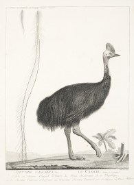 Struthio Casuarius. Lin. Le Casoar. (Sixieme de la Grandeur)