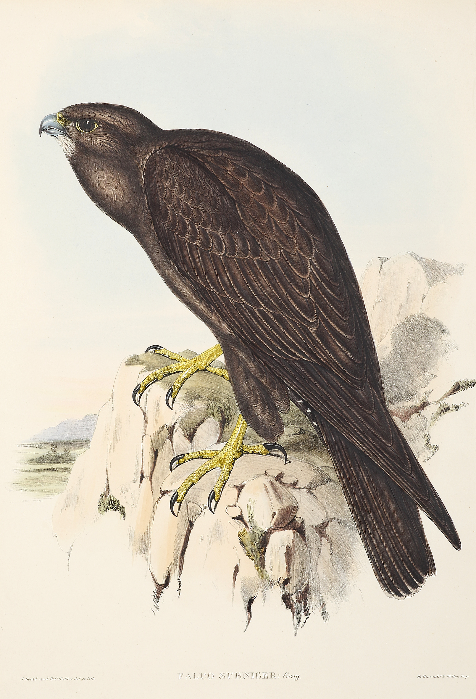 Falco subnige. Black Falcon - Antique Print from 1840