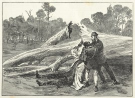 The Kelly Gang.- The Capture of Ned Kelly.