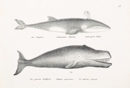 Physeter polycyphus. Physter macrocephalus.