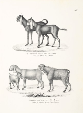 (a) Ziegenbock und (b) Ziege von Nepaul.… ANIMALS