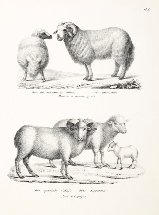 Ovis laticaudata. Ovis hispanica. General / Global