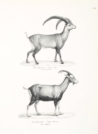 Capra Ibeao. Capra Hircus. General / Global