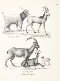 Capra hircus lanigera. Capra jubata. Capra Aegagrus.