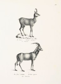 Antilope rupicapra. Antilope equina. non-Australian Antilope rupicapra. Antilope equina.