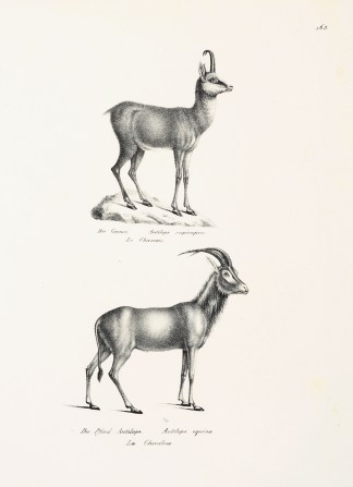 Antilope rupicapra. Antilope equina. General / Global