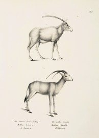 Antilope Leucorix. Antilope Gazella. non-Australian Antilope Leucorix. Antilope Gazella.