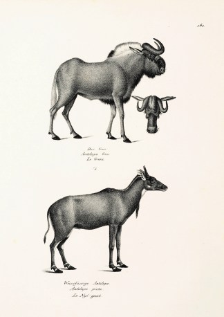 Antilope Gnu. Antilope picta. General / Global