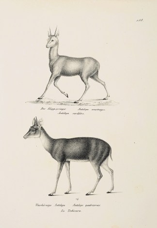 Antilope oreotragus. General / Global