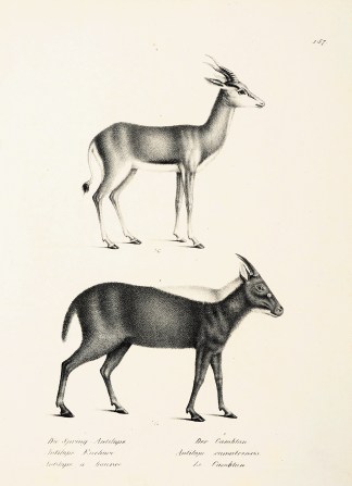 Antilope Euchore. Antilope sumatrensis. General / Global