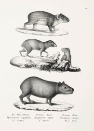 Hydrochoerus Capybara. Dasyprocta Aguti. Coelogenus brunea.